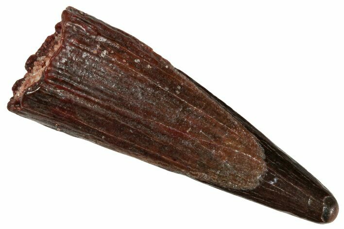 Fossil Pterosaur (Siroccopteryx) Tooth - Morocco #268947